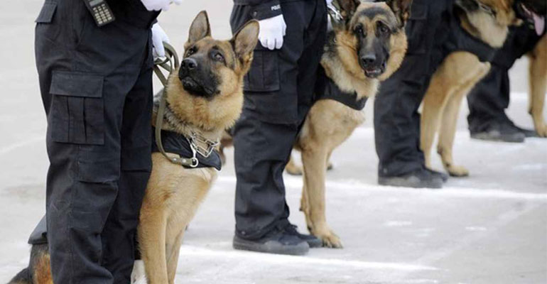 K9 team services, police and guard trained dogs