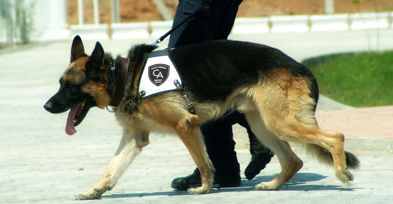 K9 team services, police and guard trained dogs